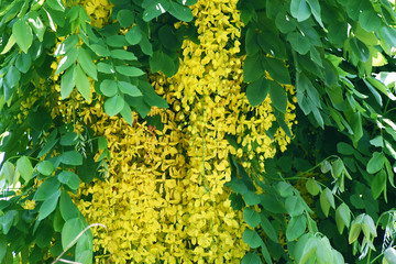 Yellow flowers with green leaves