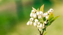 White Blueberry Buds On A Bush. Blueberry Bud Twig. White Flowers. Macro Perspective. Bush Growing In A Garden. Nature During Summer, Spring. Long Banner Format. Space For Text