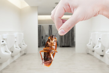 Wall Mural - Hand holding brown cockroach on toilet background, eliminate cockroach in toilet,Cockroaches as carriers of disease