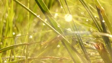 Macro Shot Of Dew Drops In A Grassfield In The Morning Sunlight.
