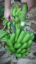 Cropped Hands Of Woman Cutting Banana Outdoors
