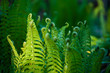 Fern forest leaves and fiddleheads in green shades naturalistic garden natural enviroment concept poster background. Banner with Copy Space