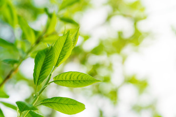 Wall Mural - green leaves of a young juicy tree in the sunlight