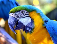 Close-up Of Gold And Blue Macaw