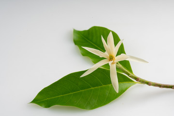 Wall Mural - White Champak and gree leaf. (Michelia alba DC., Magnolia × alba, Magnolia montana)