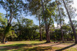 Beautiful Trees with  a green leafs in Sunny weather in Ibirapuera garden in San Paulo, Brazil in February 