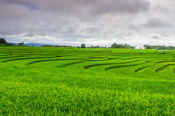 the beauty panorama of the morning on the terrace of the beautiful rice field with yellowing rice and burning sky