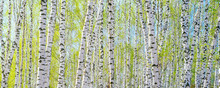 Spring Landscape. Background Of White Birch Tree Trunks. Panoramic Frame