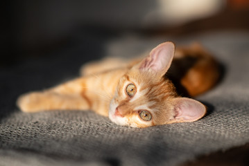 Little red kitten with blue eyes resting on sofa. Adorable little pet. Cute child animal. Tabby cat relaxing at home, natural light