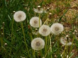 Fototapeta Dmuchawce - dandelions on meadow with blow-balls scenic