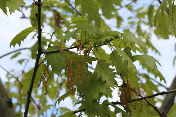 Sticker - Oak flowers look like thin brown threads with knots