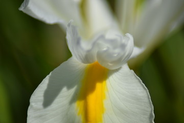 Wall Mural - flower in the sunlight with happy colors for good feelings and vibes. Green in the background of the photograph. Close up of flower during spring