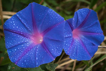 Close-up Of Wet Morning Glories Blooming Outdoors