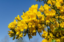 Irish Yello Gorse Bush Flower With Deep Blue Sky In The Backgorund