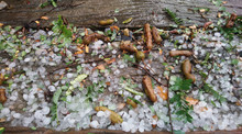 The Grass In The Front Yard After The Hailstorm Passed. There Were A Lot Of Hail Scattered On The Floor, With Many Debris, Twigs, Tamarind Leaves And Tamarind Falling On The Ground.