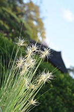 Plant With Panicles