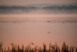 Fototapeta Natura - Zdjęcie czapli w locie podczas wschodu słońca nad jeziorem w Świerklańcu.