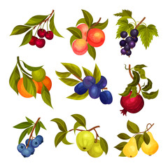 Poster - Garden Fruit Branches with Pomegranate and Plum Spur Vector Set