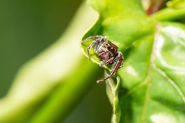 Colourful Biting Jumper Spider also known as Opisthoncus sp from Australia