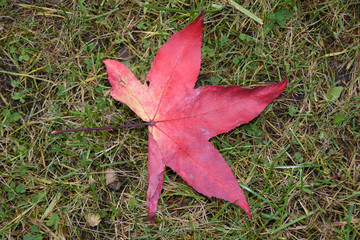 Wall Mural - Herbstliches Ahornblatt