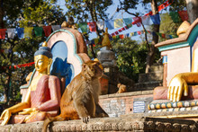 A Sitting Monkey Near The Statues Of Buddha. Swayambhunath Temple, Kathmandu, Nepal.