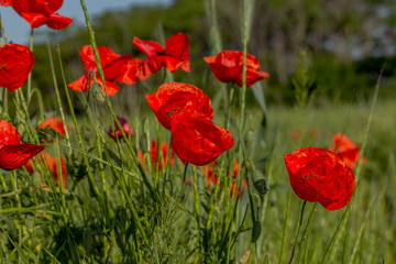 Flowers red poppies bloom in wild field. Beautiful field of red poppies with highlighted focus. Soft light. Toning. Creative Creative Processing Natural Background