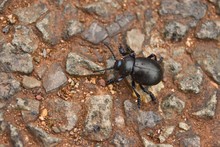 Close-up Of Black Beetle On Field