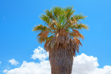 one shaggy palm tree against blue sky