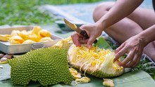 Close-up Of A Woman Hands Was Cutting Ripe Jackfruit While Sitting In A Garden. Fruit For Health.