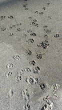 High Angle View Of Paw Prints On Sand At Beach