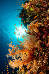 Canvas Print - typical Red Sea tropical reef with hard and soft coral surrounded by school of orange anthias