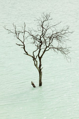 Wall Mural - Isolated tree at Kawah Putih volcano lake, Bandung