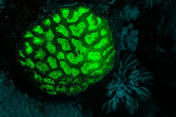 tropical reef coral glows fluorescent green excited by UV light