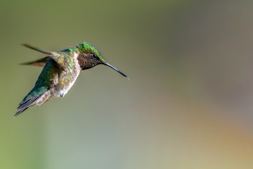 Wall Mural - portrait of a male ruby-throated hummingbird.