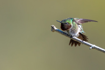 Wall Mural - portrait of a male ruby-throated hummingbird.