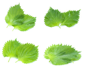 sesame leaves or perilla leaf isolated on white background (Mix, set , collection)