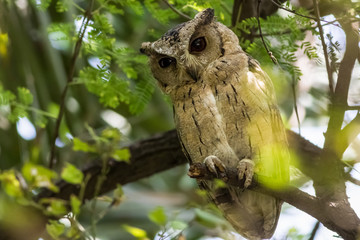 Wall Mural - Close up view of a indian scops owl or Otus bakkamoena perched on the branch of a tree in a natural setting at keoladeo national park, bharatpur, rajasthan, india