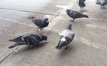 Pigeons On Pavement