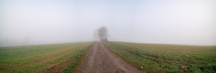 Wall Mural - Panorama of a morning field in foggy weather