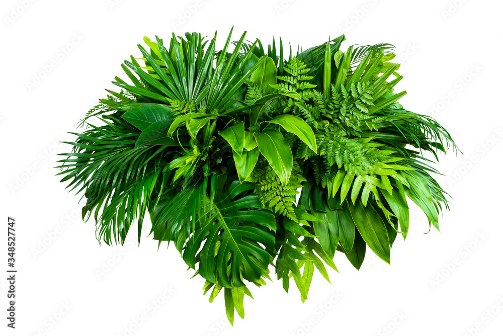 Group Green leaves tropical foliage plant bush of philodendron, dracaena and fern floral arrangment nature backdrop isolated on white background, clipping path included. - obrazy, fototapety, plakaty 