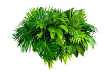 Group Green Leaves Tropical Foliage Plant Bush Of Philodendron, Dracaena And Fern Floral Arrangment Nature Backdrop Isolated On White Background, Clipping Path Included.