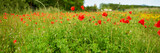 Fototapeta Maki - Field of bright red corn poppy flowers in summer