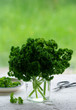 Bunch of parsley at window sill