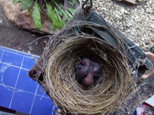 Two New Born Zebra Doves In A Straw Bird Nest