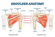 Shoulder anatomy vector illustration. Labeled skeleton and muscle scheme.