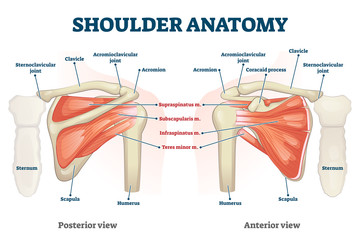 Poster - Shoulder anatomy vector illustration. Labeled skeleton and muscle scheme.