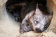 Wombat sleeeping at the entrance of its burrow