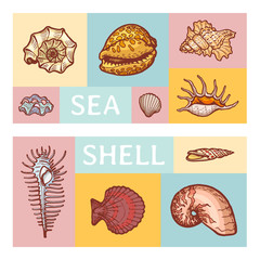 Poster - Sea shell cartoon vector illustration icon isolated on color tablet. Ocean cockleshell explore sea wildlife seaside study ancient fossils dweller. Summer tropical time, flora fauna pearl mining.