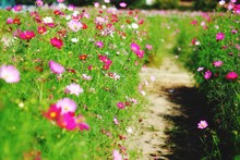 Footpath Among Wildflowers