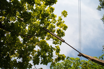 green tree branches and blue sky with street lamp